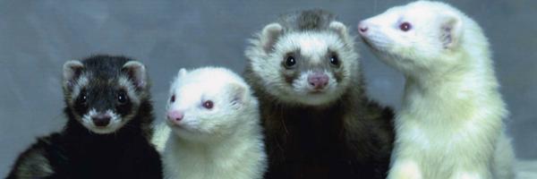 MarianaBaz2 Profile Banner