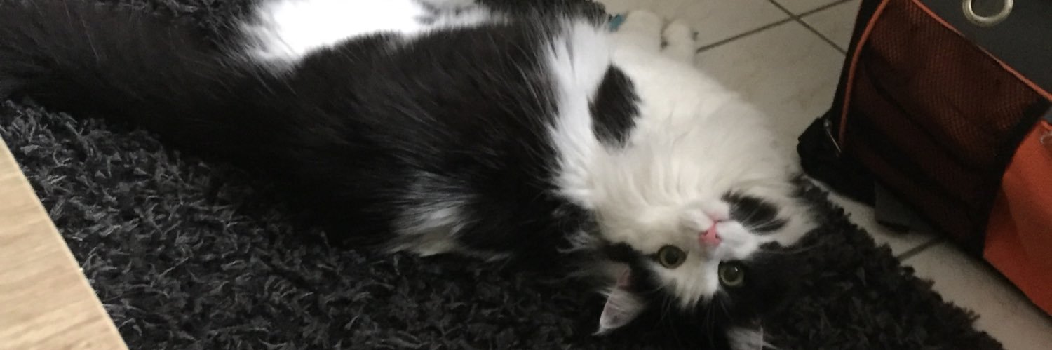 Ary du Plumeau🐾 banner