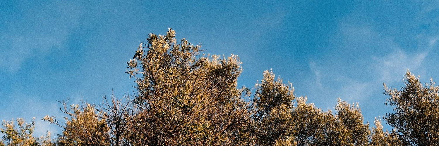torneboards's profile banner image