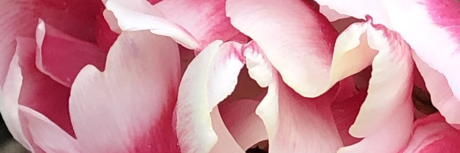 Ali Arne banner