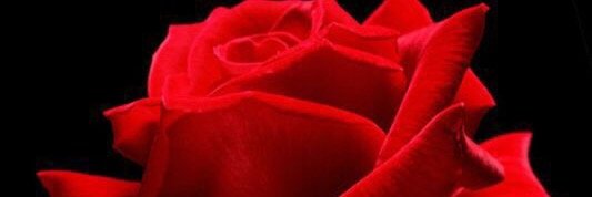 alhalma1404's profile banner image