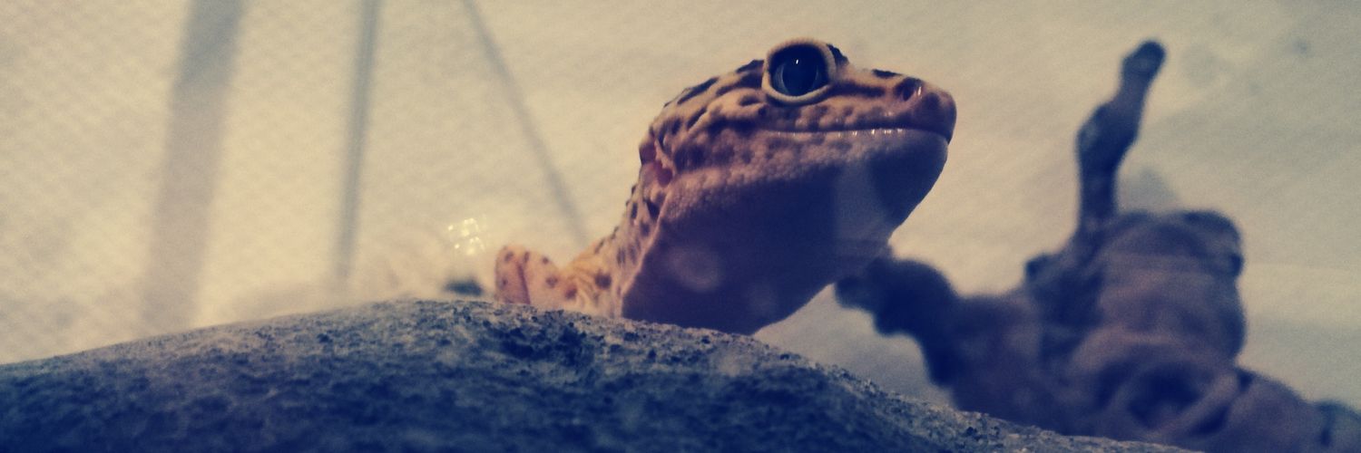 Venxql's profile banner image
