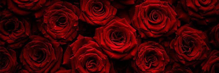 yasminmaggioli's profile banner image