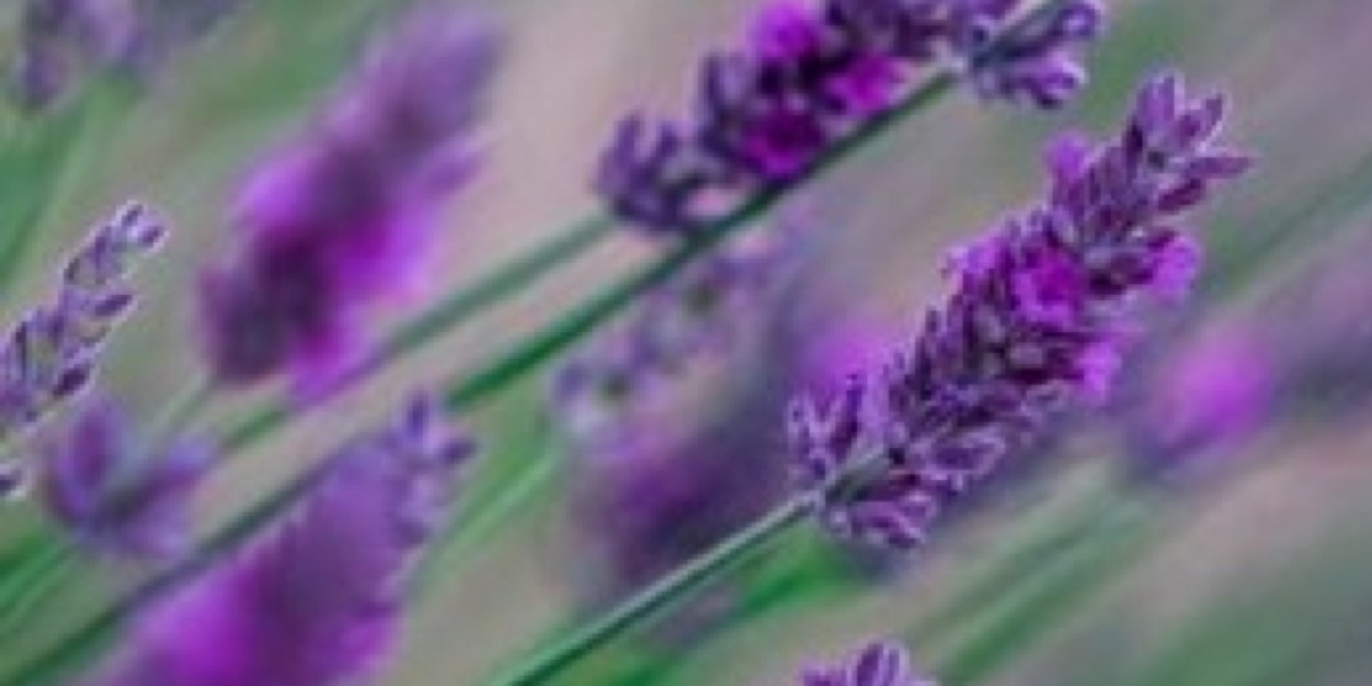 tepedrasa's profile banner image