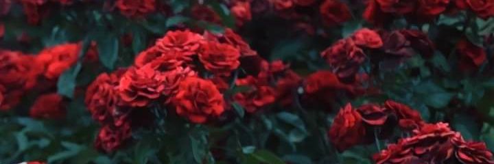 hebaelsayed55's profile banner image