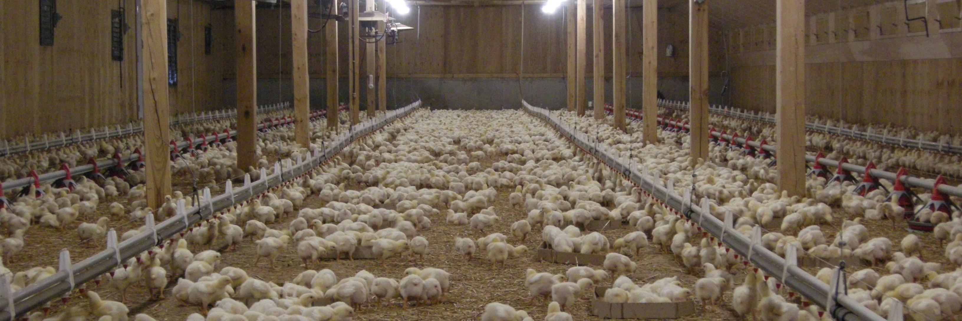 Frederic Paris banner