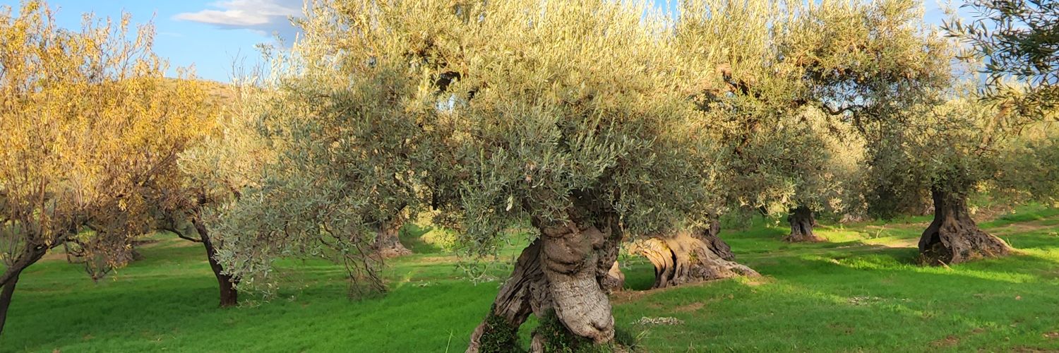 Stephanie McCullough banner