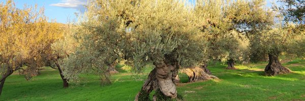 sofiafinancial Profile Banner