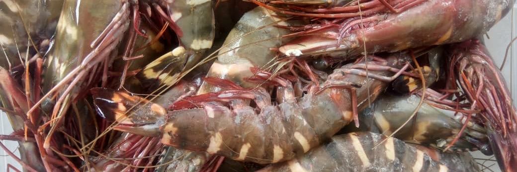 Tonbara' Kingdom banner