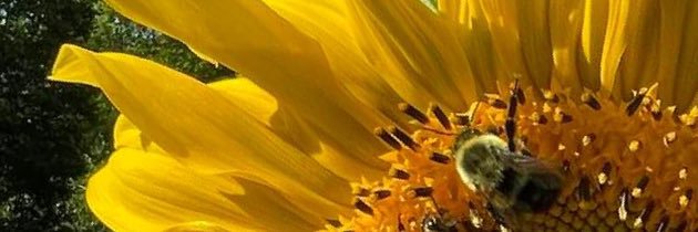 josephransmeier's profile banner image