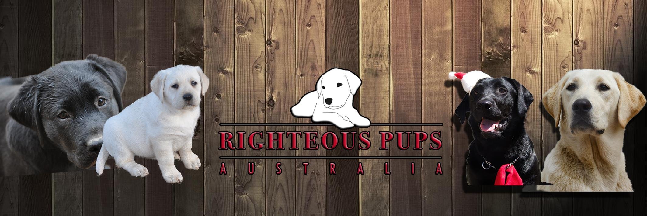 RighteousPups's profile banner image