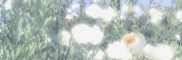 cc banner