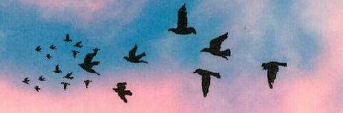 ChanellFarry11's profile banner image