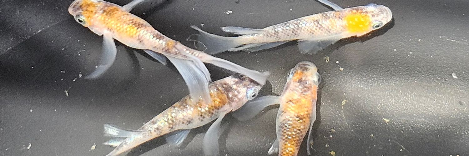 ☠BLACK RAIN banner