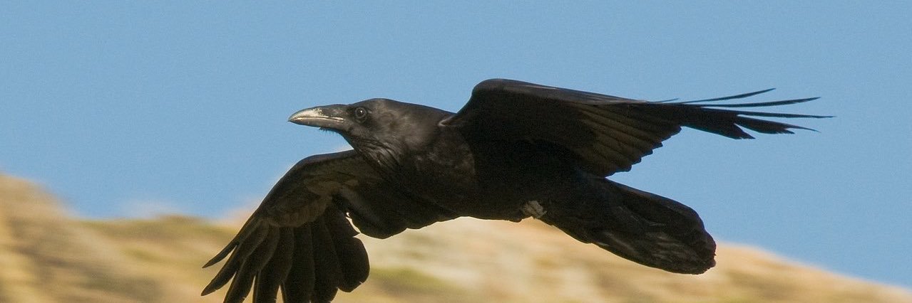 MandaTangent's profile banner image