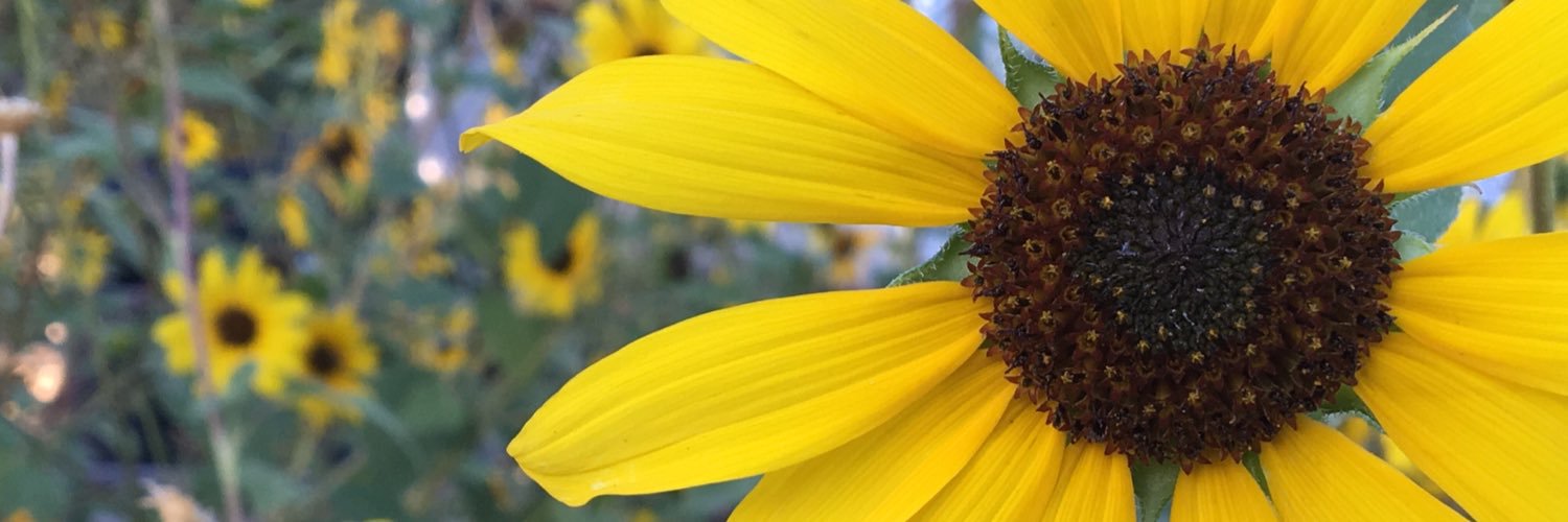 SusanMisur's profile banner image