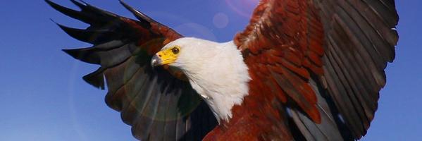 tomusmilton's profile banner image