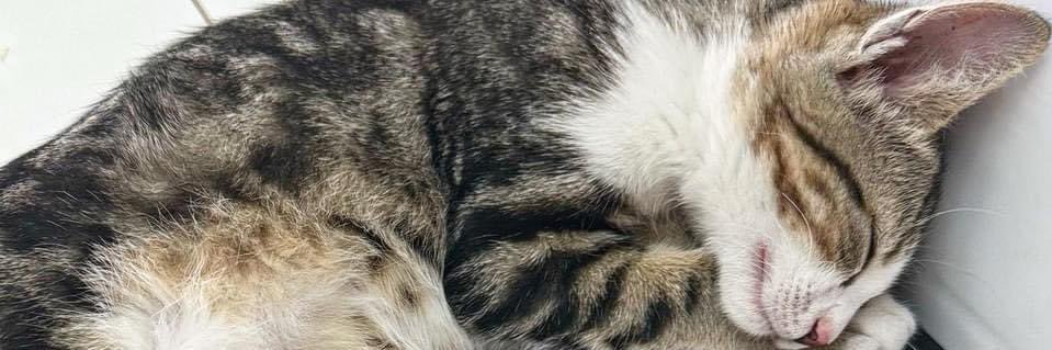 xavier_dcp's profile banner image