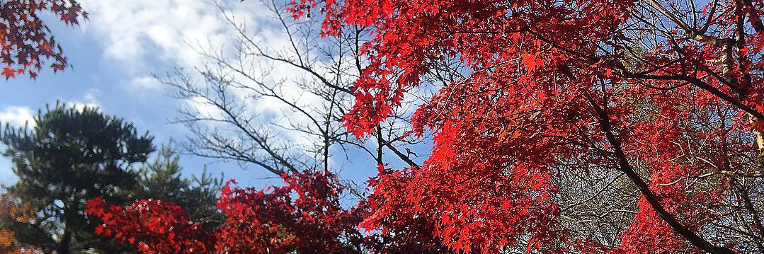 redappl01273652's profile banner image
