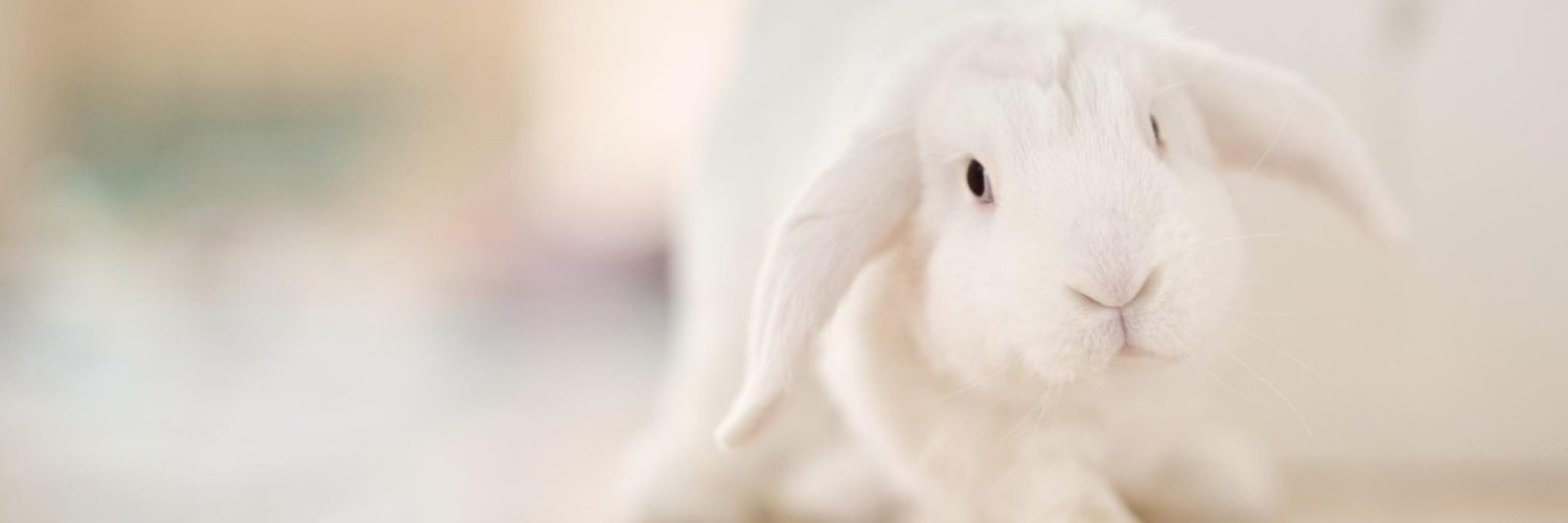 House Rabbit Network's banner
