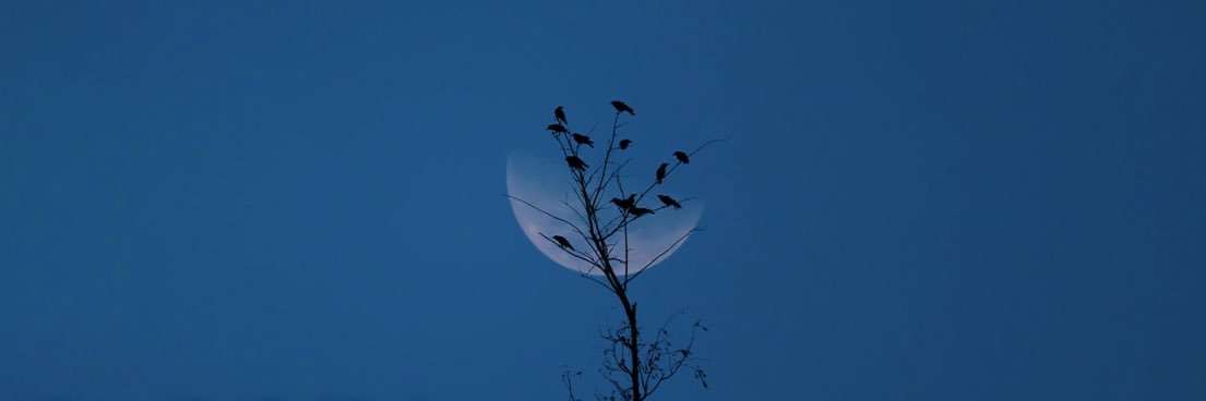 𝐢𝐝𝐢🦋 banner