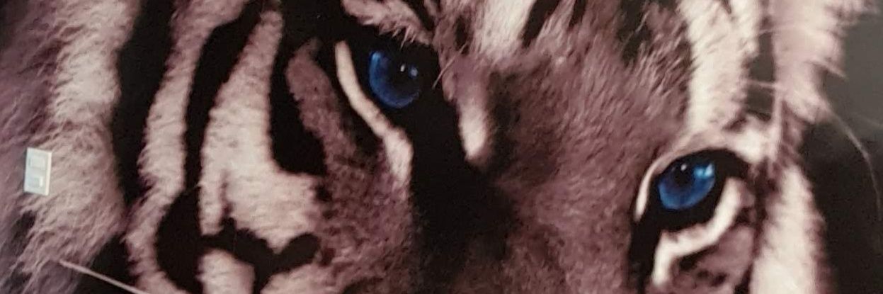 NaioneDe's profile banner image