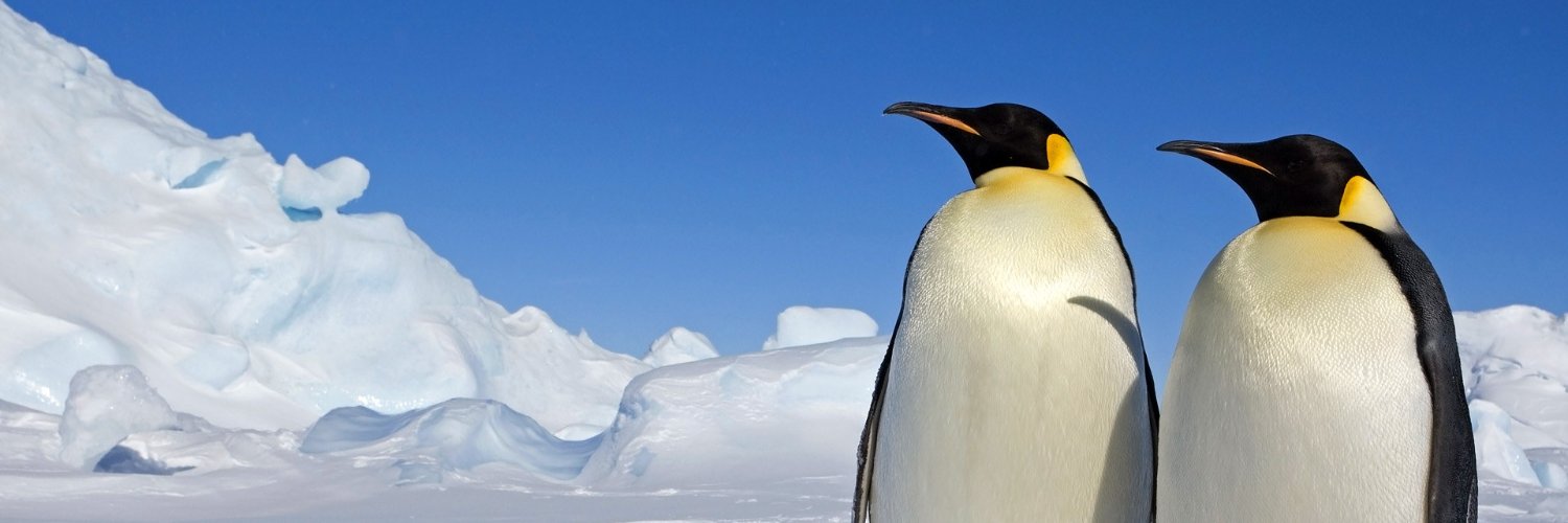 LilPinguim's profile banner image