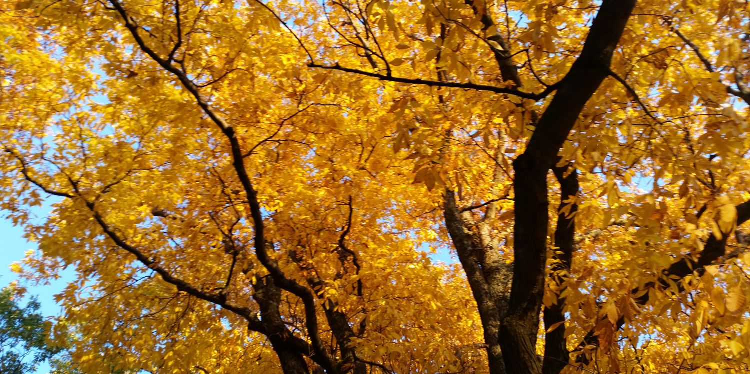 Rachel Trimble banner