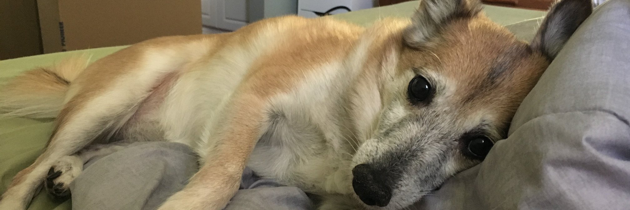 KALI_LALI's profile banner image