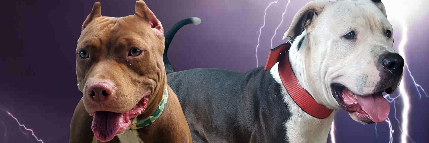 Prime4yuhNo's profile banner image