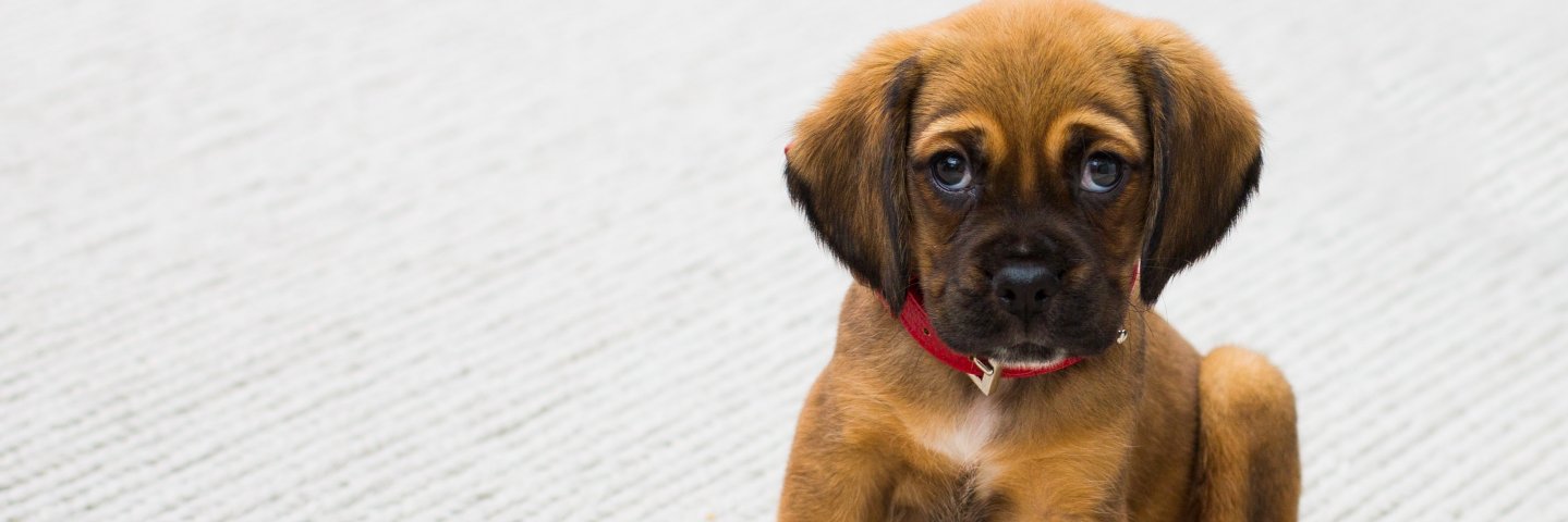 SPCAOuest's profile banner image