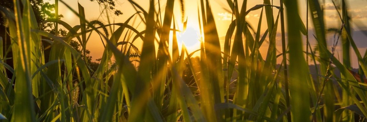 OnchiriRodgers's profile banner image