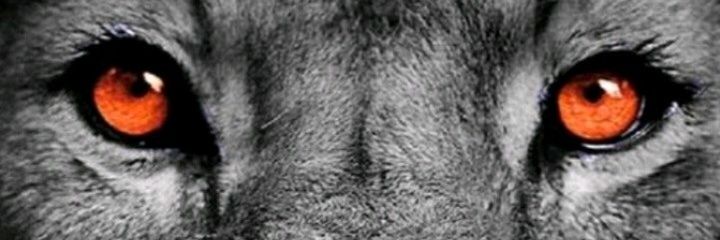 zi_zongo's profile banner image