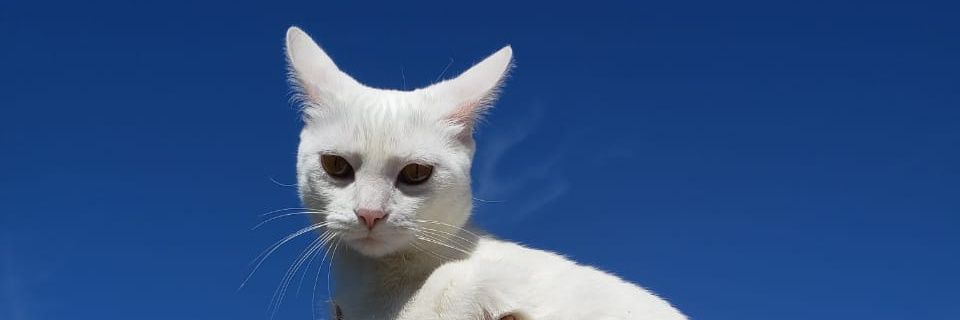 jejecolo's profile banner image