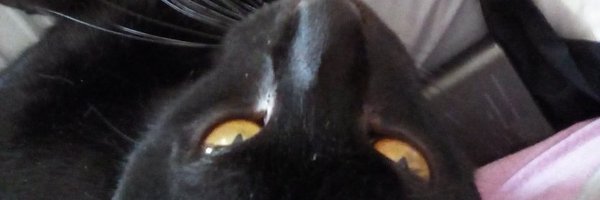 alicesmonkey Profile Banner