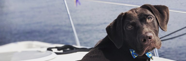 Brittany Bortolon banner