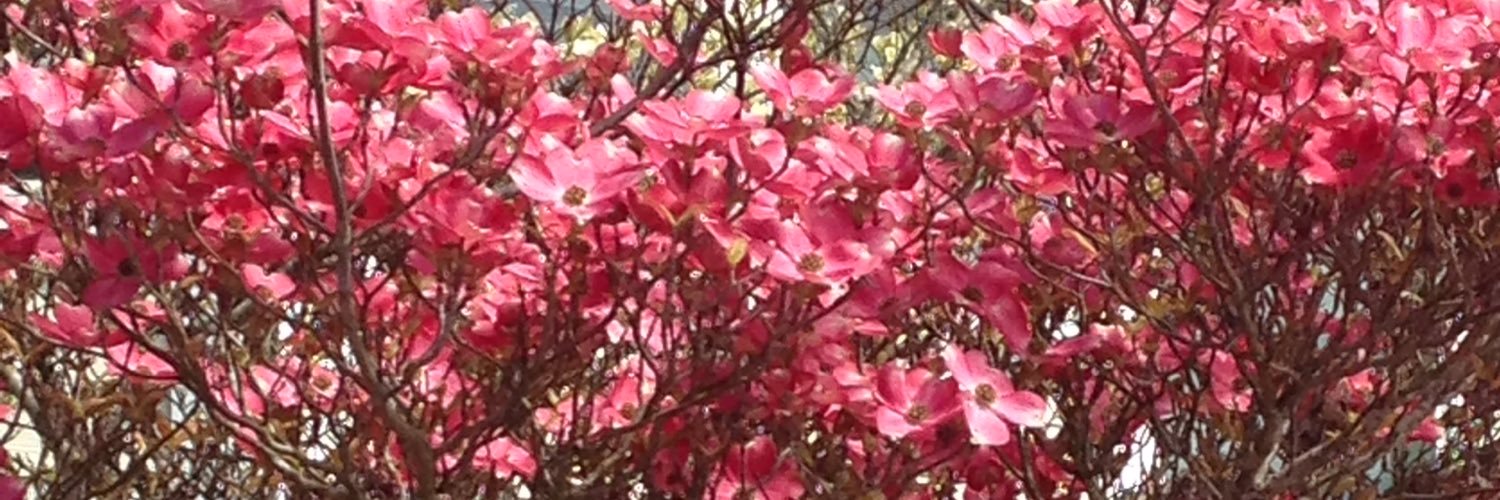 NanookWa's profile banner image