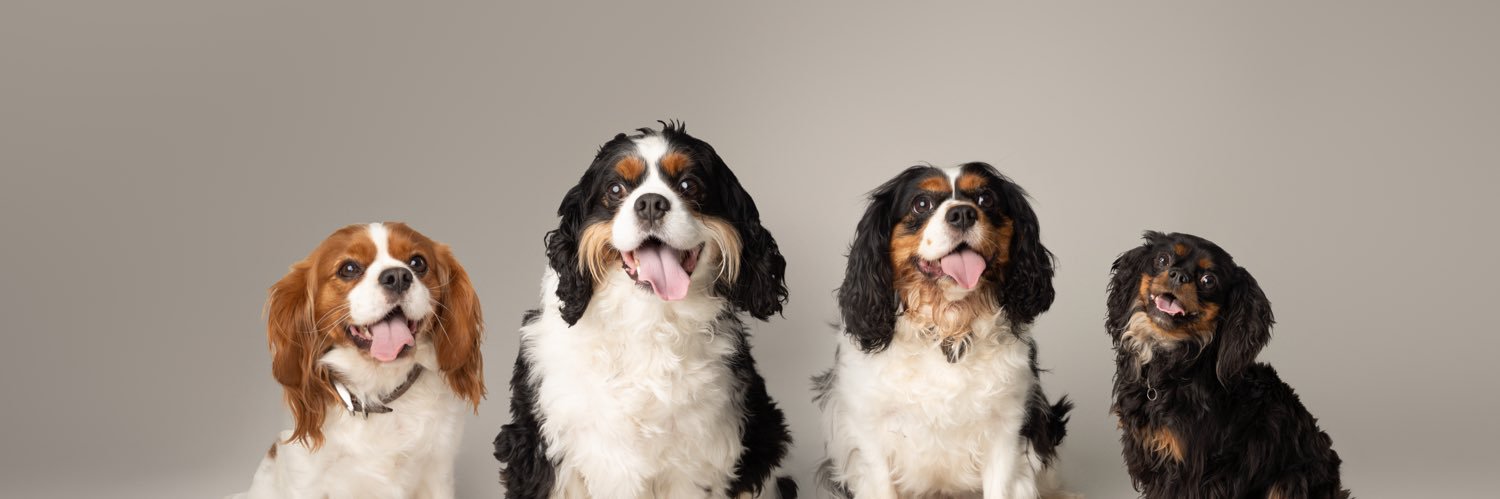 Dr Joanne Younge banner