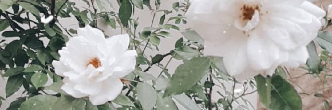 MelisaCrosetti's profile banner image