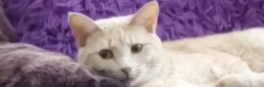 adam_fishmann's profile banner image
