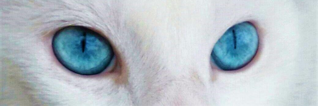 Velandiush's profile banner image