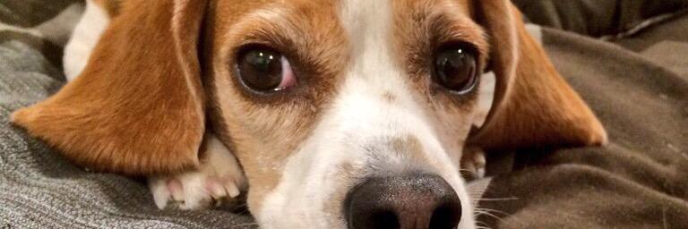 DunkynBeagle's profile banner image