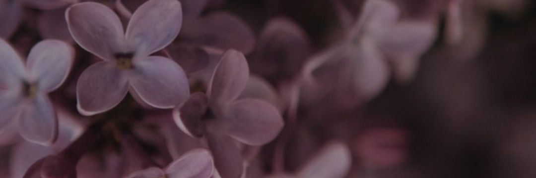 onoshkoVi's profile banner image