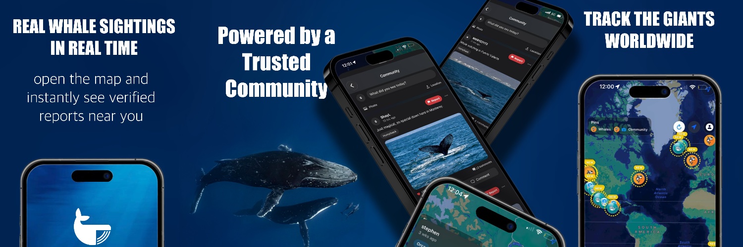 whaletrackerIOS's profile banner image