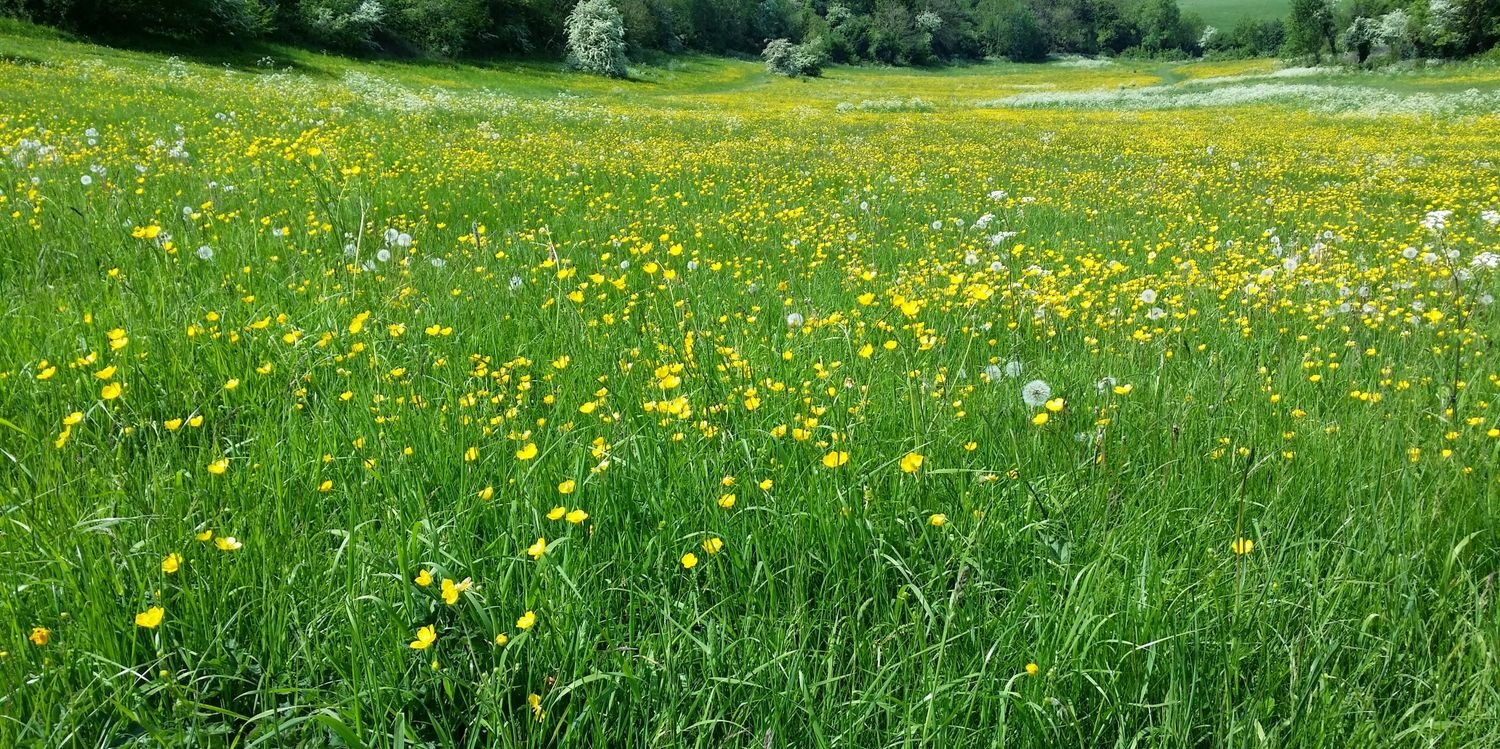 savebugsbottom's profile banner image