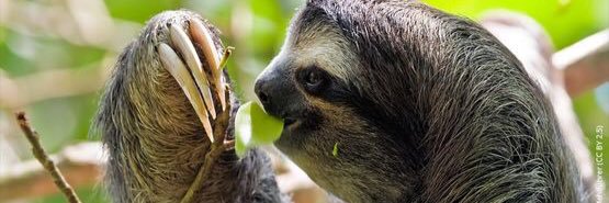 SavePygmySloths's profile banner image