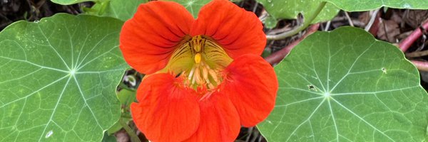 CultureDoctor Profile Banner