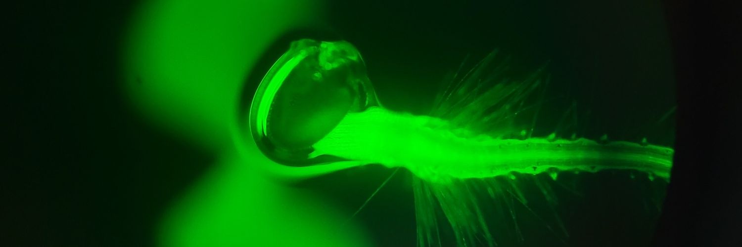 fibBio99's profile banner image