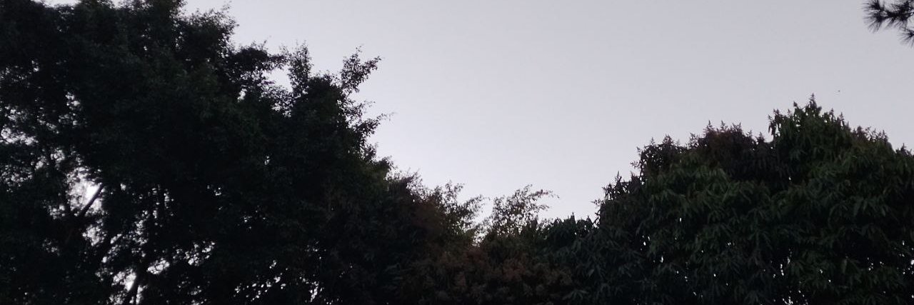 alexandre luz banner