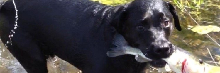 2tailswag's profile banner image